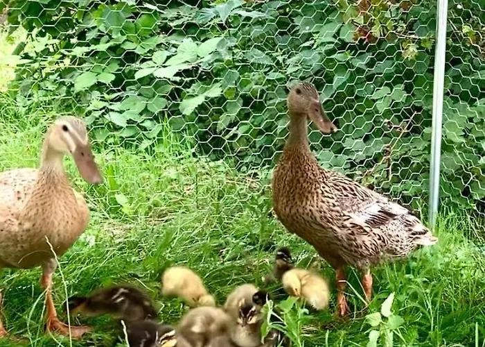 Laufenten Loft - Gutshof Dobschuetz Bauernhof شقة *