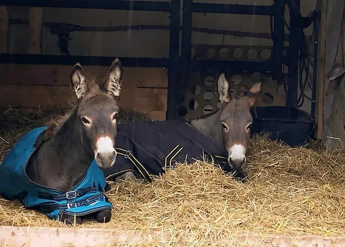 Laufenten Loft - Gutshof Dobschuetz Bauernhof شقة Nossen