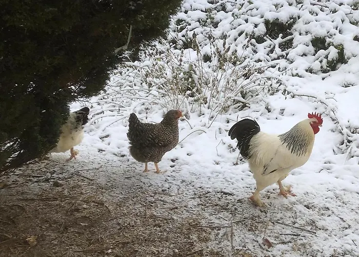 Laufenten Loft - Gutshof Dobschuetz Bauernhof * Nossen